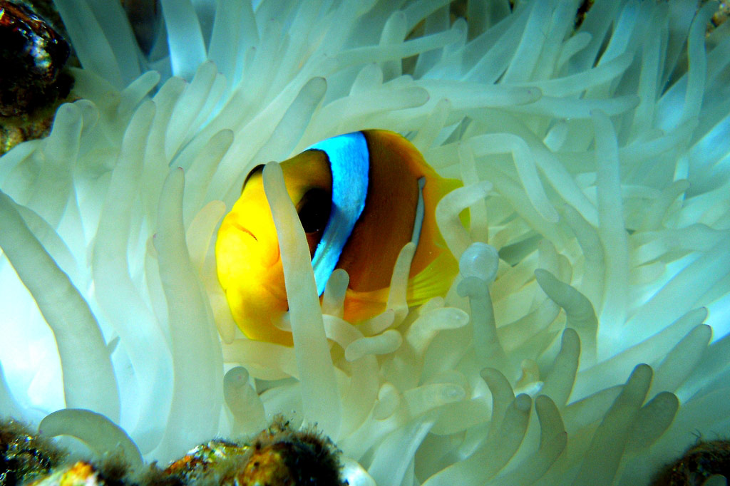 Красное море Красное море в Египте
