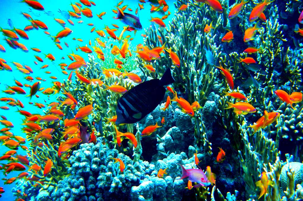 Красное море Красное море в Египте