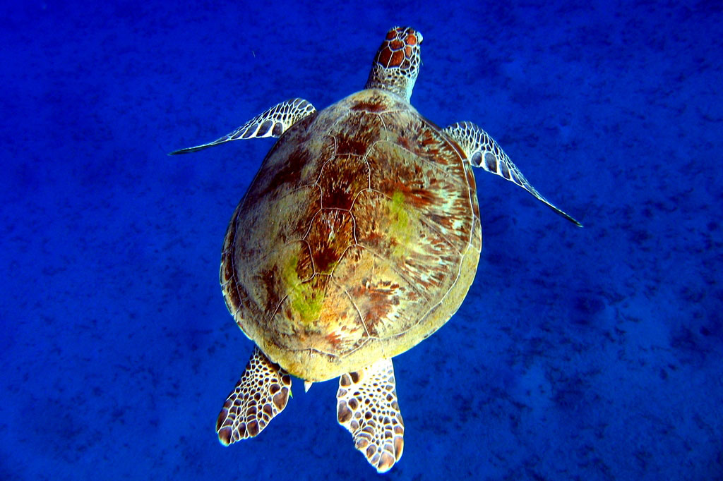 Красное море Красное море в Египте