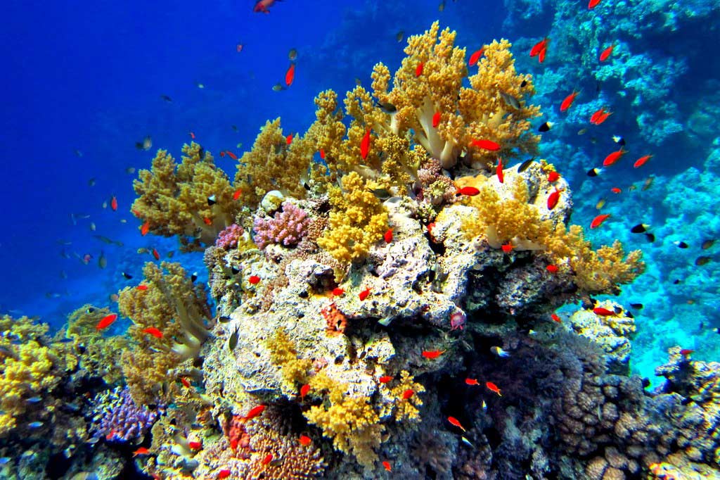 Красное море Красное море в Египте
