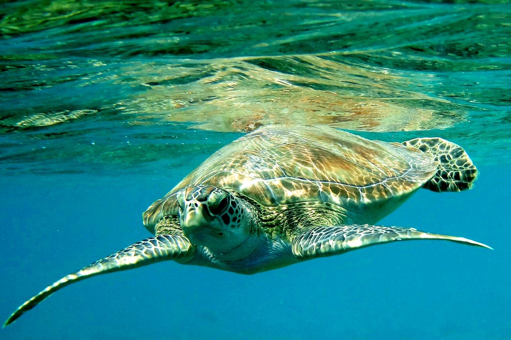 Красное море Красное море в Египте