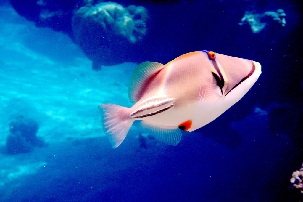 Красное море Красное море в Египте